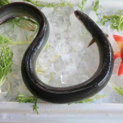 Frozen Gutted Eel (Anguilla Rostrata/Japonica)- Fresh Water River Eel photo-5