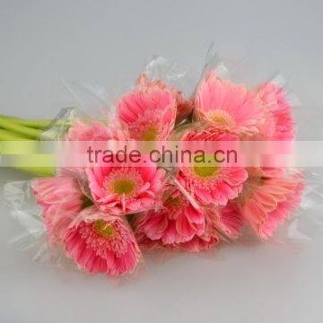 Love theme Honey gerbera natural plant