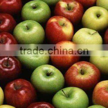 Apple Polyphenols(Apple Polyphenols 50%-80%