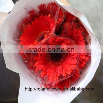 On Discount High Quality Gerbera Flowers Red Color High Quality Service