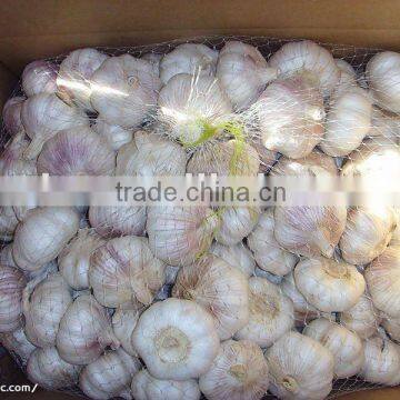 Chinese Garlic