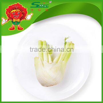 Supply Fresh Fennel Head at Lowest Price