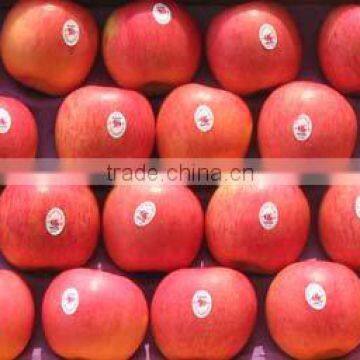 chinese fresh Fuji apple,24cm and up,5kilo/10kilo/18kilo/20kilo