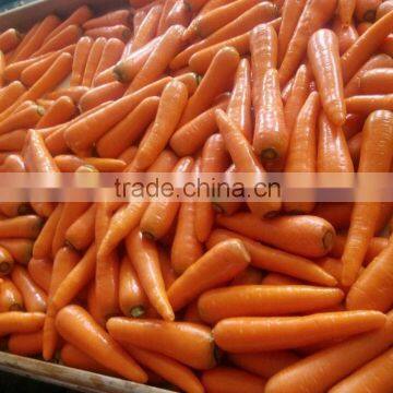 2015 new crop carrot Shandong new