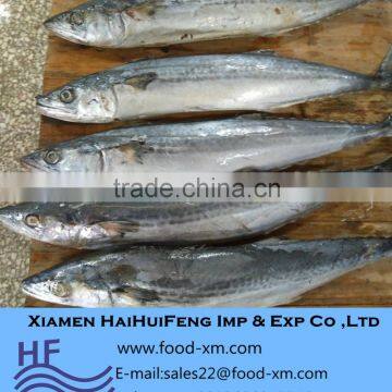 2016 Spanish mackerel whole round frozen fish IWP