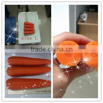 Carrot export from China