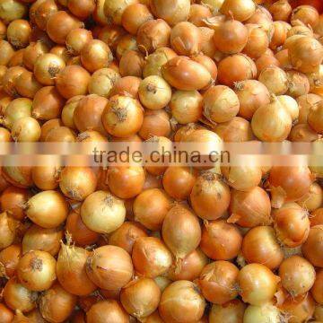 New crops fresh Yellow onion