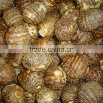 Chinese Fresh Eddoes photo-4