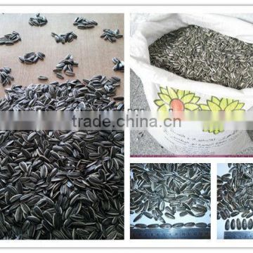 sunflower seeds 5009 24/64, 24/68