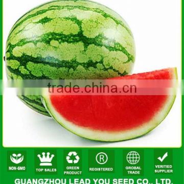 NW11 Chonfu hybrid taste sweet watermelon seeds for sale