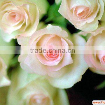 Supply Fresh Cut Flower Rose From Flower Base in Kingming photo-3