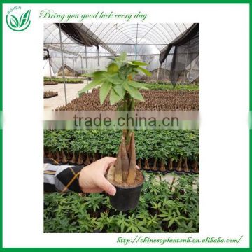 Natural Live Mini Money Tree