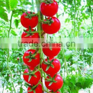 Early maturity strong growth small cherry tomato seeds Meiduo no.2