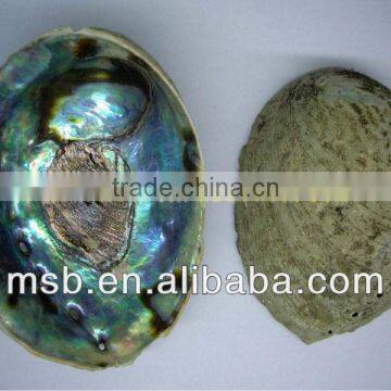 Natural Raw Thick Chinese River Triangle Shell/raw Shells photo-3