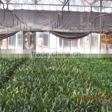 Multi Span Tunnel PE Plastic Film Hydroponic Systems Agricultural Commercial Greenhouse photo-2