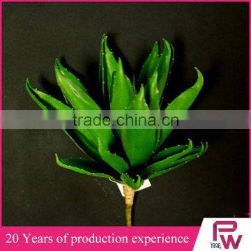 Indoor Ornamental Tropical Green Foliage Plants Sale