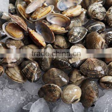 America Standard Short Necked Clam Meat photo-2