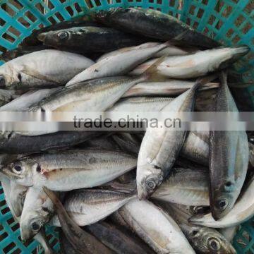 New Fish Frozen Horse Mackerel Seafood photo-2