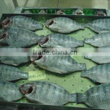 Frozen tilapia