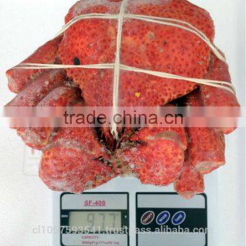 Hairy Snow Crab Antarctica photo-3