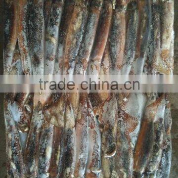 Fresh Illex Argentinus Squid for Sale Market photo-2