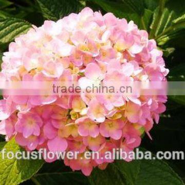 Multi Colors A Grade Cut Fresh Hydrangea Fresh Flower From Yunnan photo-4