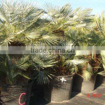 Chamaerops Humilis Cerifera photo-4