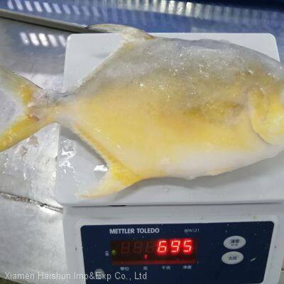 Frozen Golden Pompano photo-2