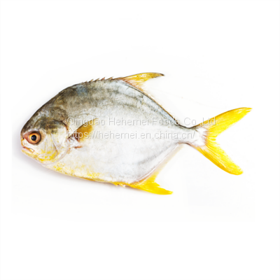 frozen IQF golden pompano /golden pomfret fish