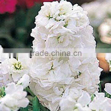 Fresh Cut Best-Selling Colorful Violet Flower photo-3