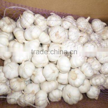 2016 export dry garlic excellent quality garlic,2016 Crop Chinese fresh garlic