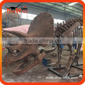 Museum high quality realistic triceratops dinosaur skeleton fossil