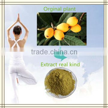 Supply weight loss banaba leaf powder loquat leaf extract corosolic acid