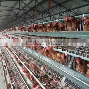 Automatic Chicken Feeding Equipment photo-2