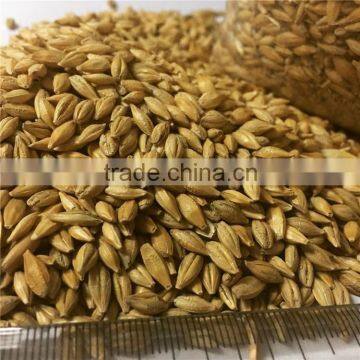 Australia Barley for Food Beer Feed Cheap photo-3
