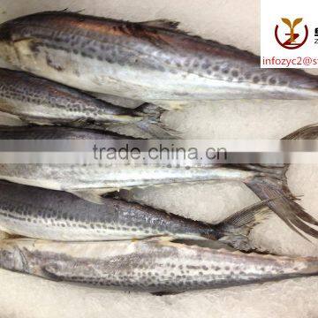 fresh frozen spanish mackerel size 300-500g