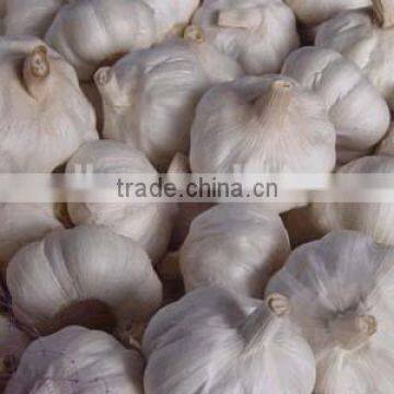 Cold storking fresh natural pure white garlic