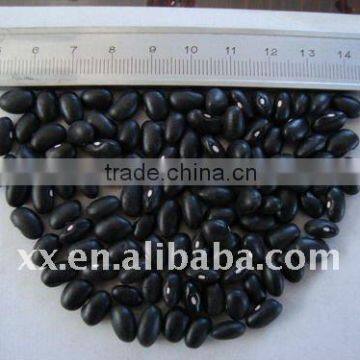 new crop black kidney beans market price