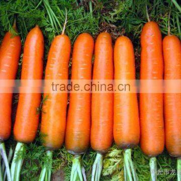 Low Price Fresh bulk carrot to whole world