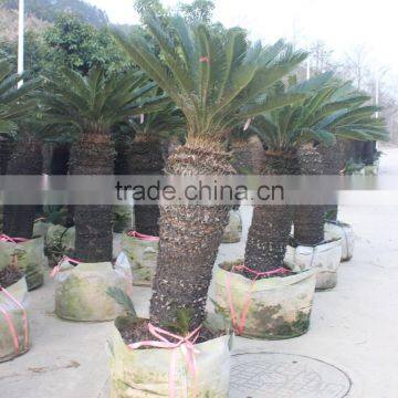 Big size cycas revoluta for park landscape