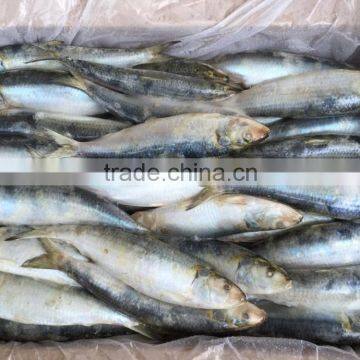 Trawl Catch Sardine Aurita for Canning