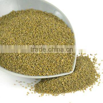 GREEN MILLET IN HUSK FOR BIRD FEEDS