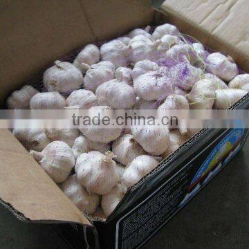 fresh garlic to brizal