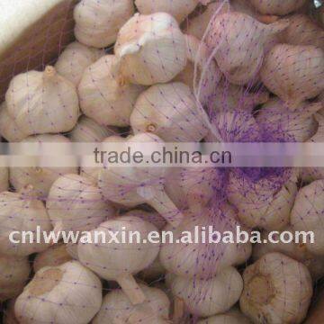 pure white garlic from supplier