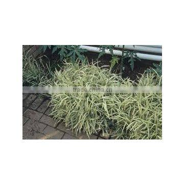 Stenotaphrum secundatum variegatum Variegated St. Augustines Lawn Elephant Grass Variegated