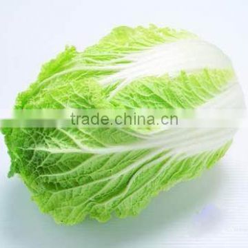 Chinese cabbage