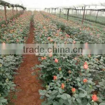 Natural plants type rose nursery