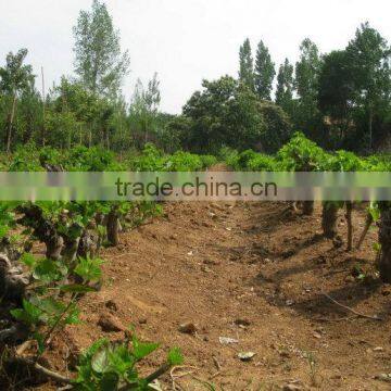 Morus Alba L Seedling photo-6