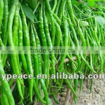 green bell peppers for dehydrated vegetables from china