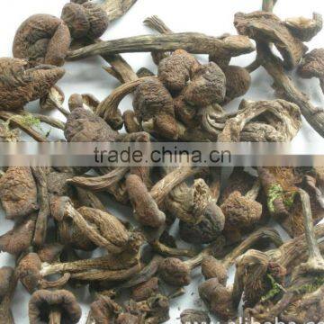 Detan Mushroom Dried Oyster Mushrooms photo-3